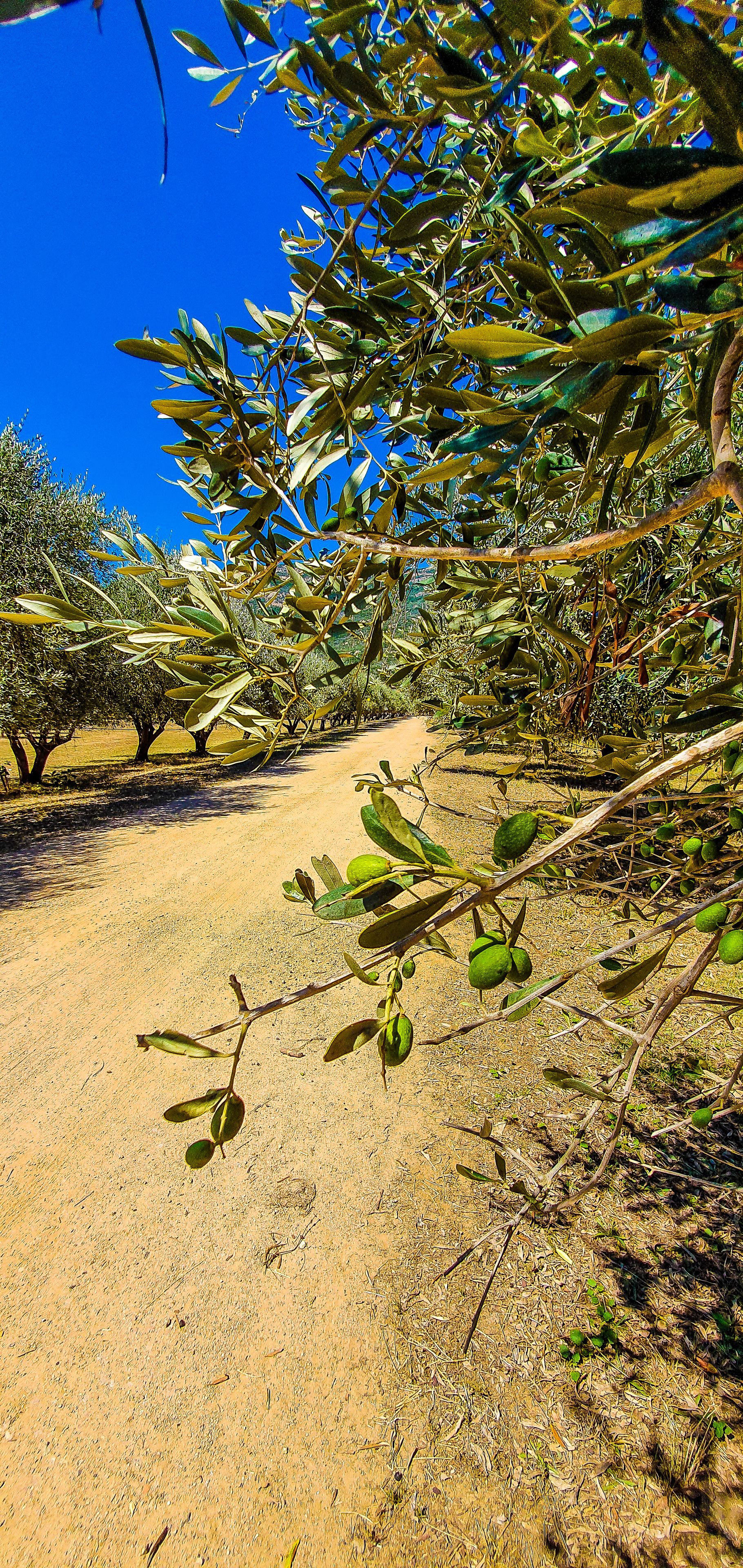 Un sendero que atraviesa un olivar, con árboles y ramas sobre la cabeza.