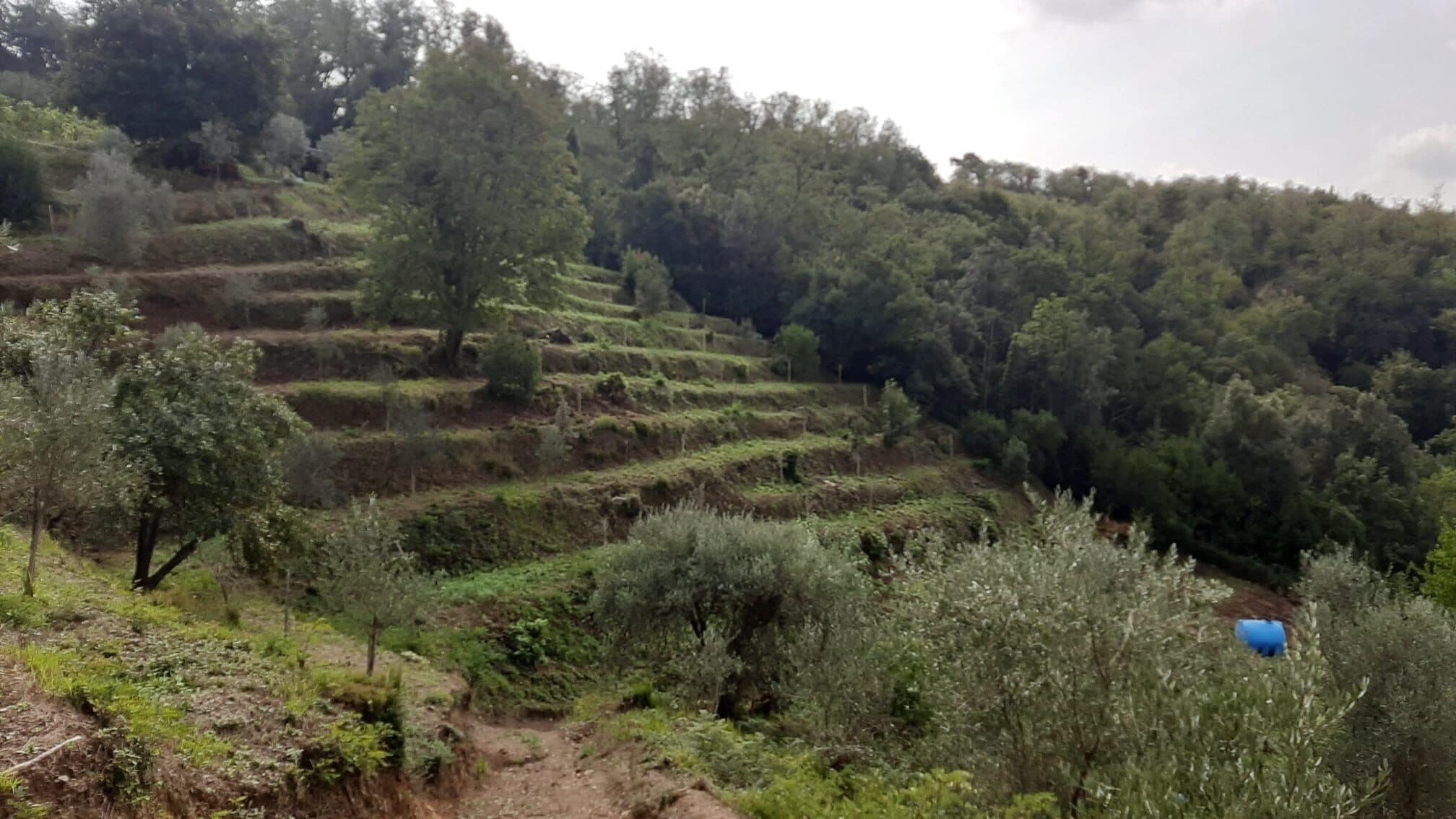 Foto - Agriturismo Cerrolungo