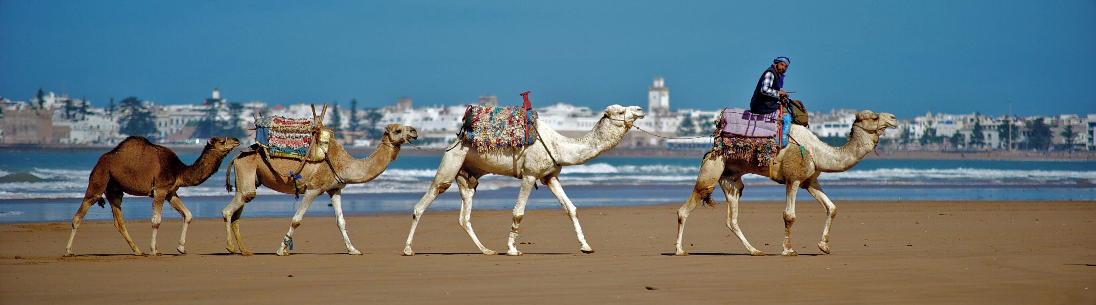 A row of camels with riders on a beach, leading to a cityscape with buildings and a tower in the background.