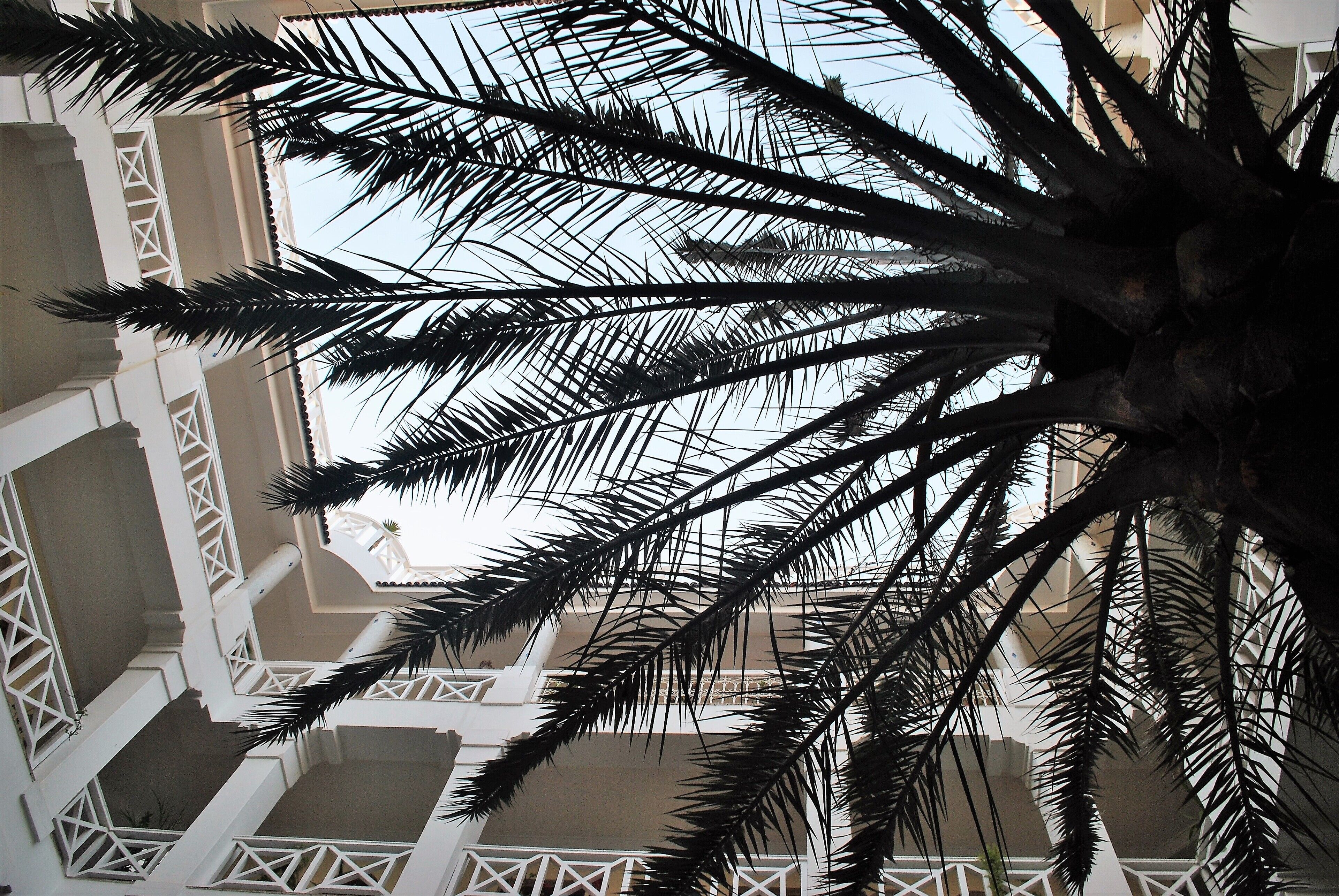 A palm tree with a white balustrade and a clear sky in the background.