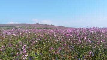 A field of purple and blue flowers under a clear sky.