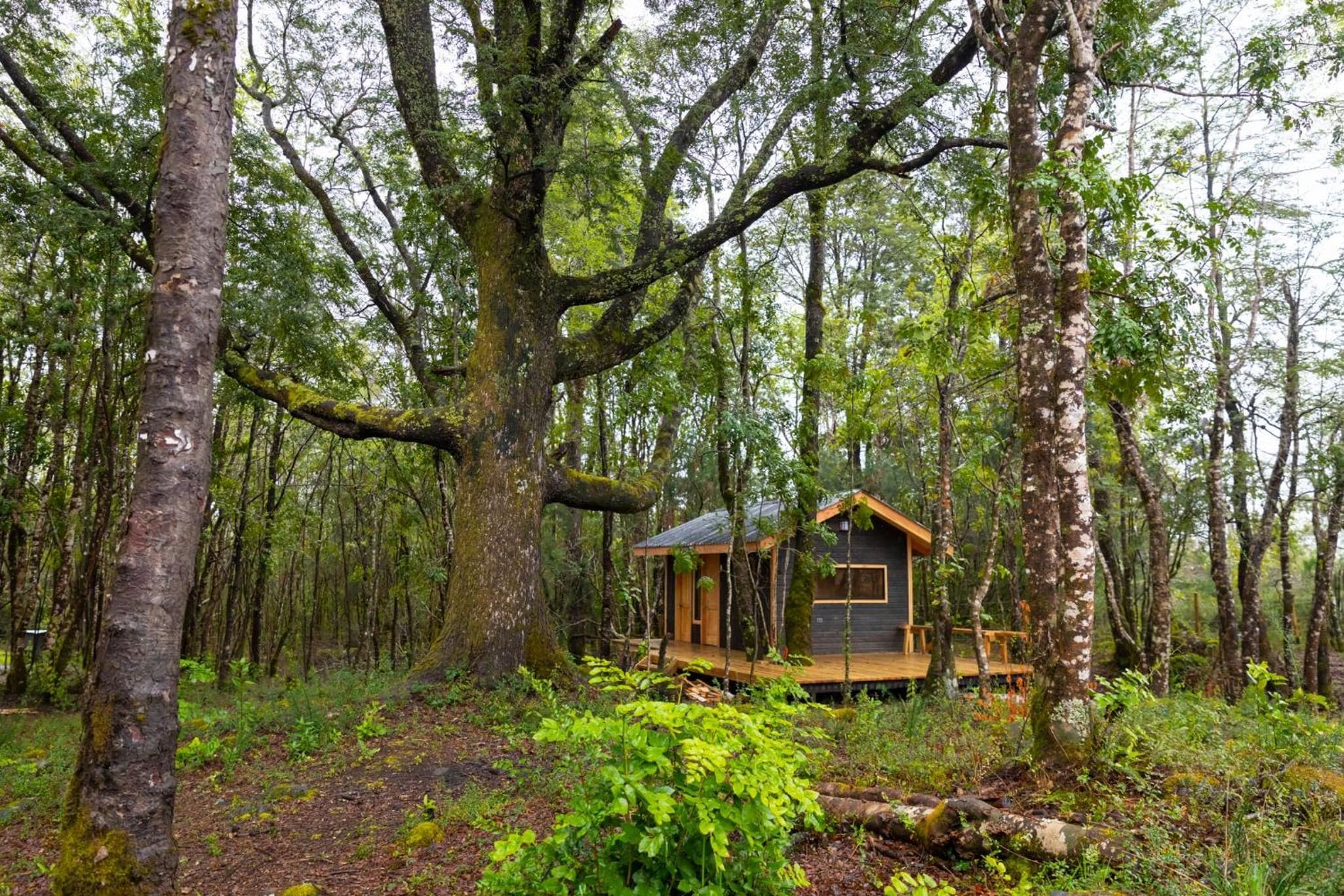 Una cabaña de madera rodeada por un bosque denso.