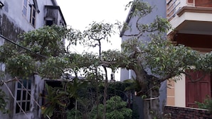 A narrow alley with a tree in the center, flanked by buildings with visible windows and doors. - Tamcoc White Swan Hostel (Nam Hoa Lu)
