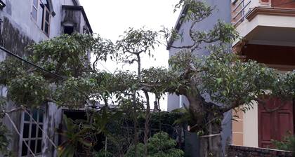 Tamcoc White Swan Hostel