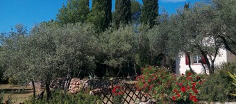 OLIVE TREES IN COTIGNAC (VAR)
