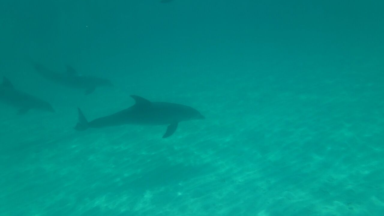 An underwater scene with several sharks swimming.