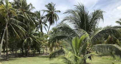 Newly renovated house 1/4 Mile from the Caribean Sea on 10 acres of tropical