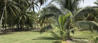 Newly renovated house 1/4 Mile from the Caribean Sea on 10 acres of tropical