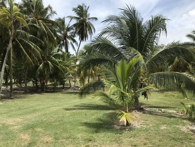 Newly renovated house 1/4 Mile from the Caribean Sea on 10 acres of tropical