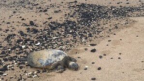 Two sea turtles on a sandy beach with scattered rocks and waves in the background. - SUPER SPACIOUS! Privacy entrance. Comfortable and cozy. Quiet and peaceful! (Waikoloa Village)