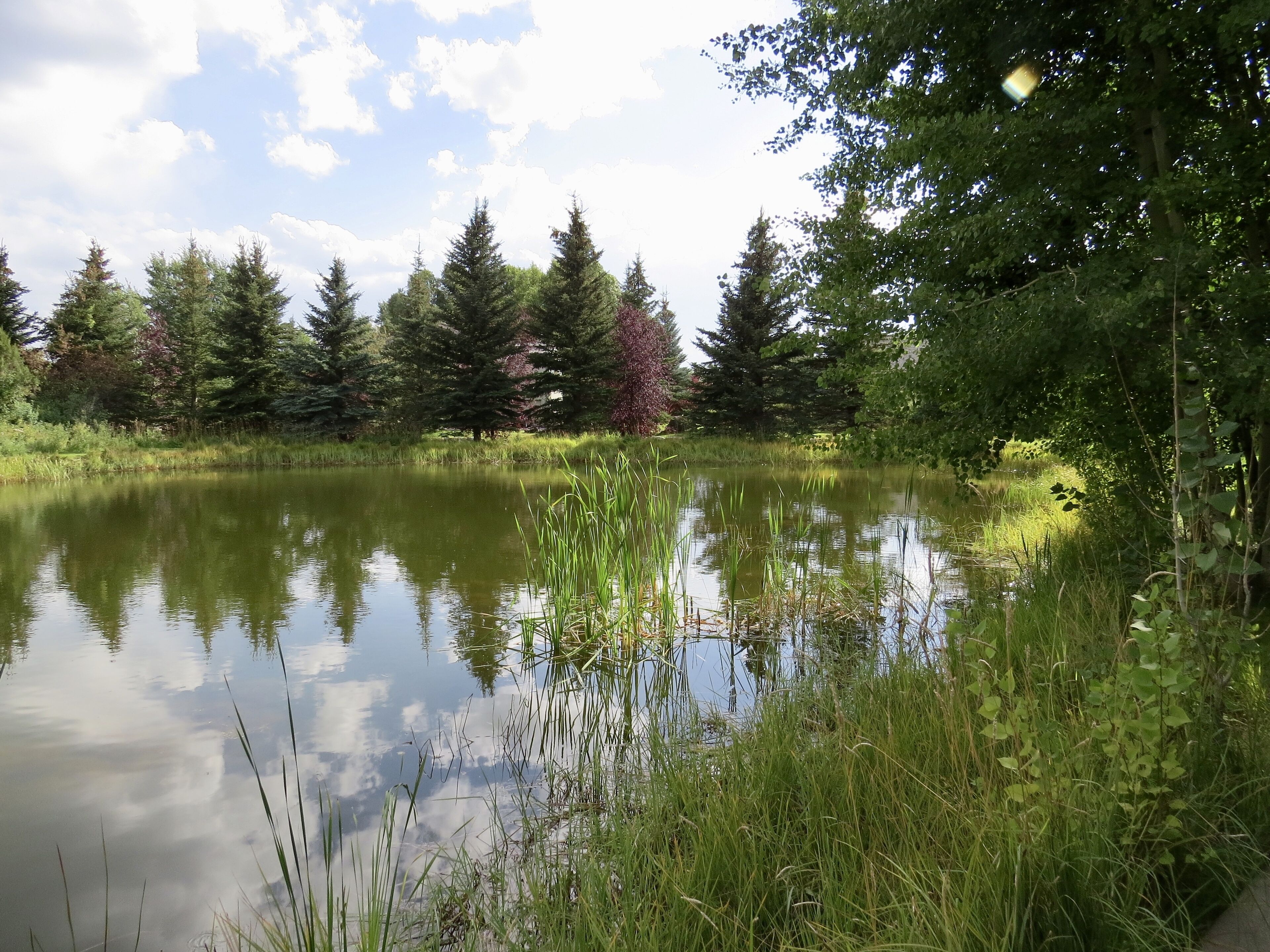 Driggs Alpenhaus! Yellowstone/Teton National Parks/Jackson Hole&Teton