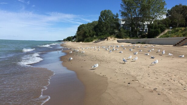 Una playa con gaviotas, una orilla arenosa y un edificio al fondo.