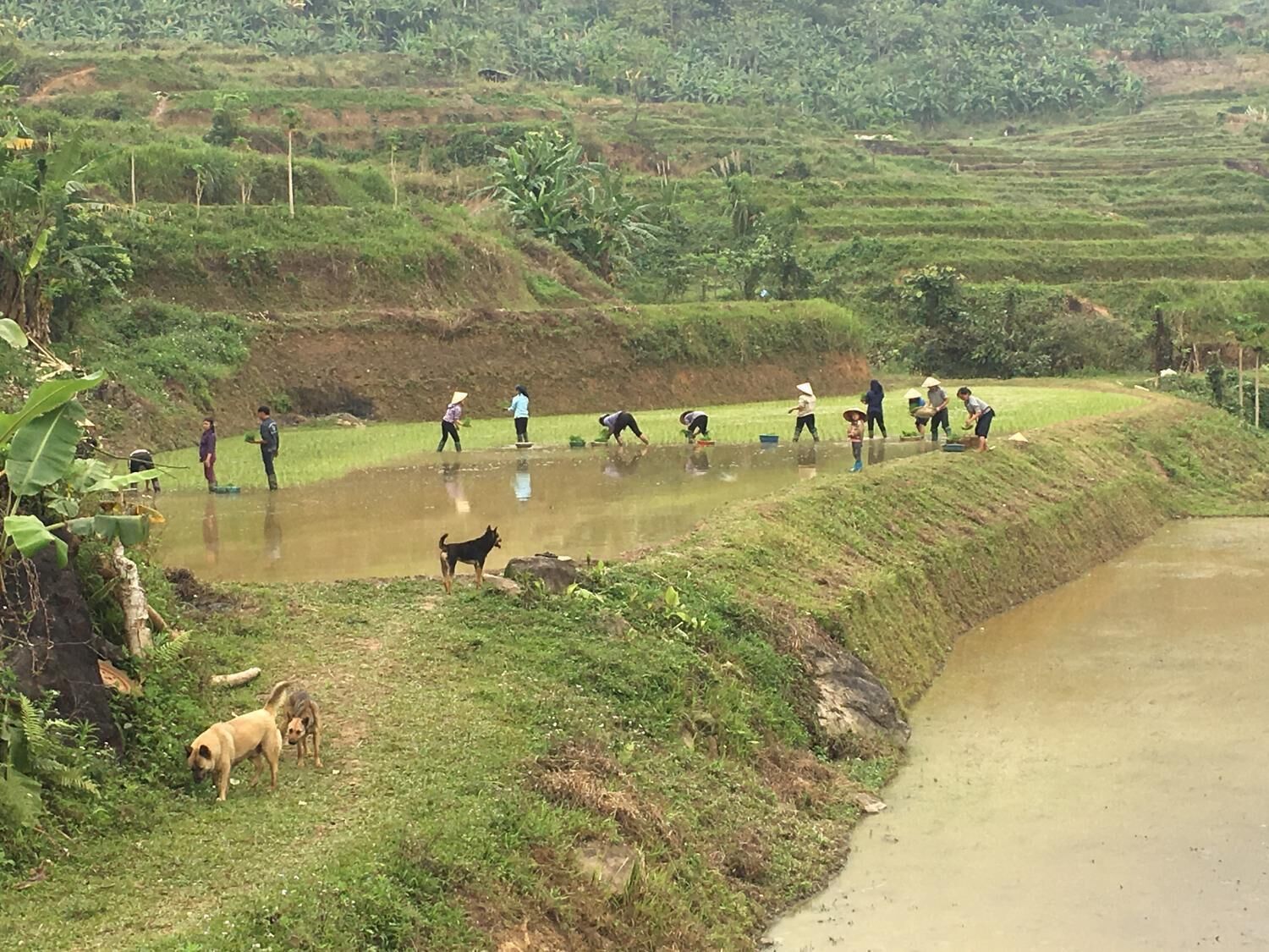 A rural landscape with terraced fields and people working in the fields.