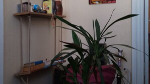 A small room with a wooden bed, a potted plant, and two wall-mounted shelves with various items. - Lilus Hostel (Batumi)