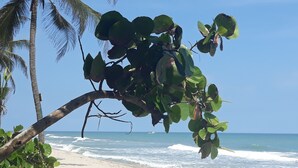 A beach with palm trees and ocean waves.