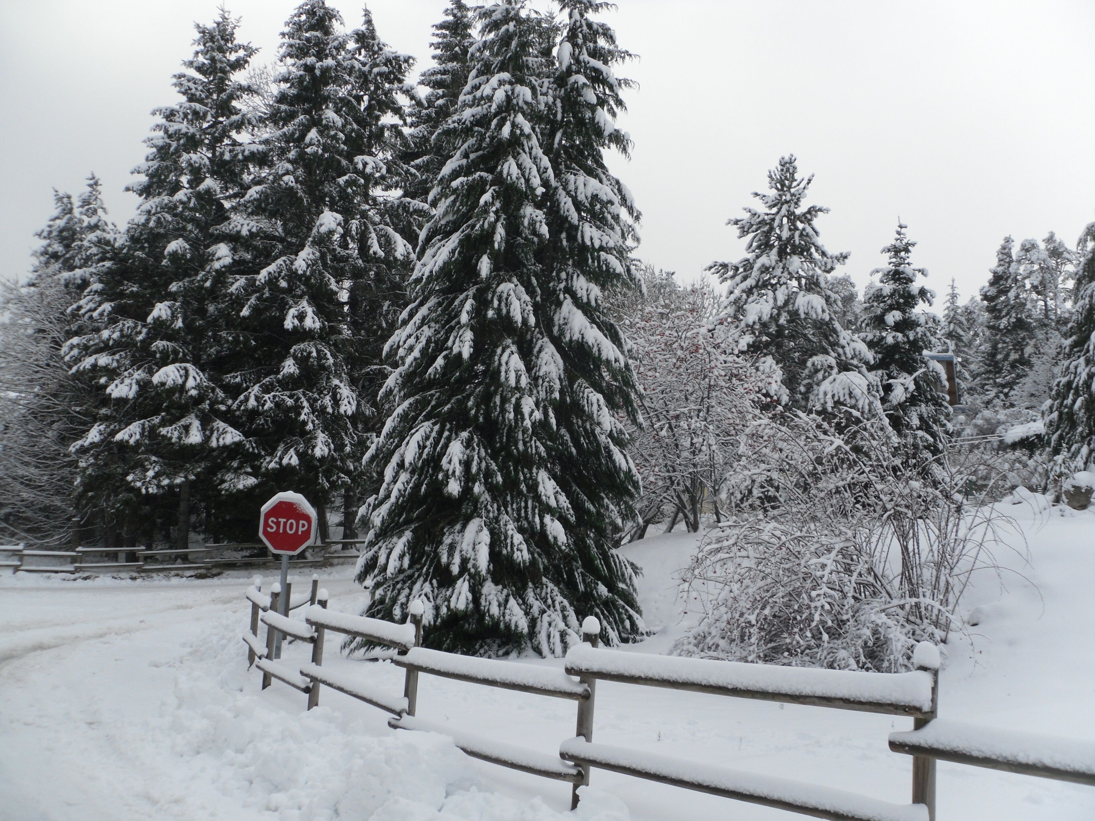 A snow-covered bench and a stop sign in a snowy forest.