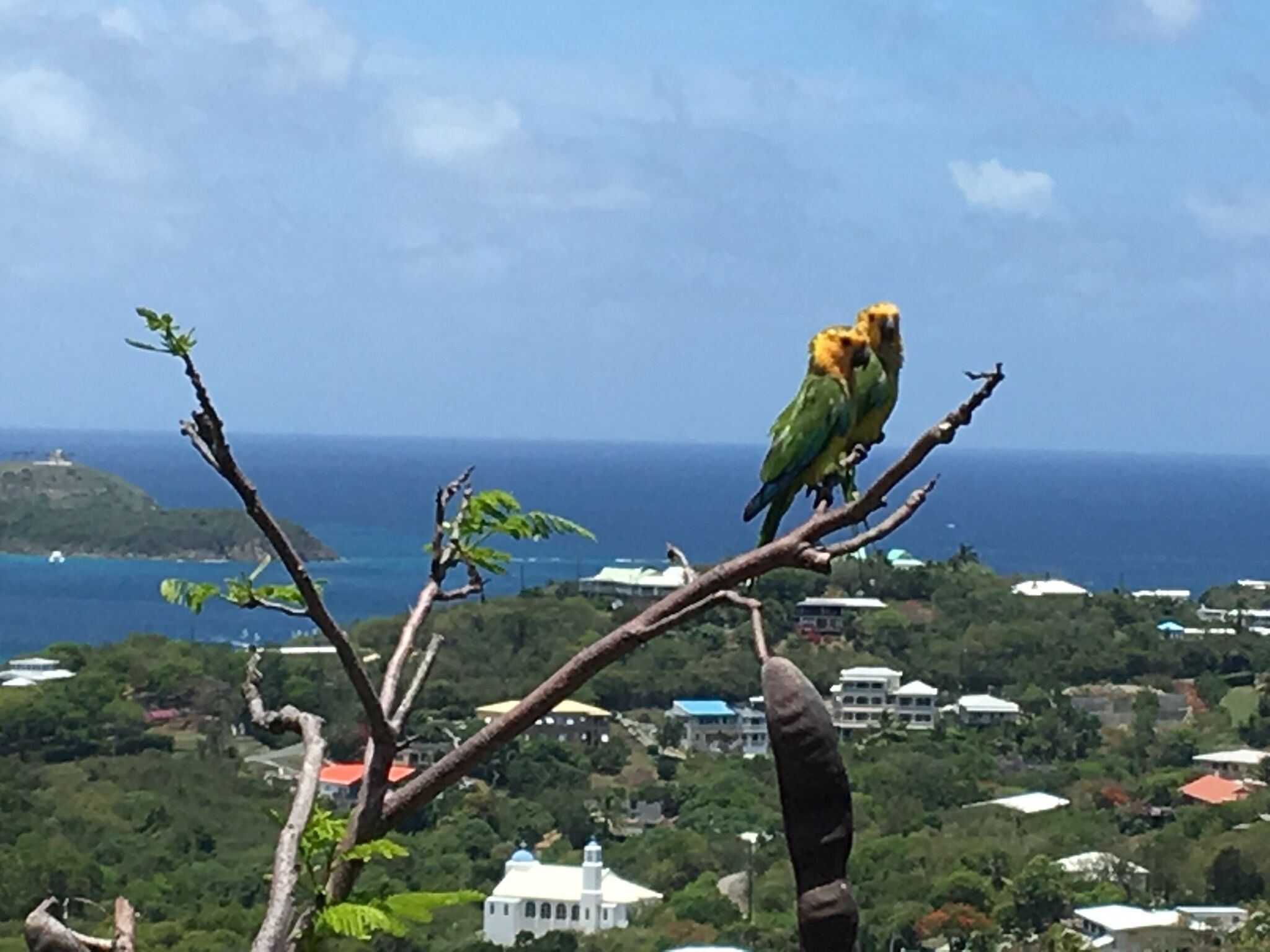 Un oiseau perché sur une branche, d’o ù l’on pouvait admirer une ville côtière et l’océan en arrière-plan.