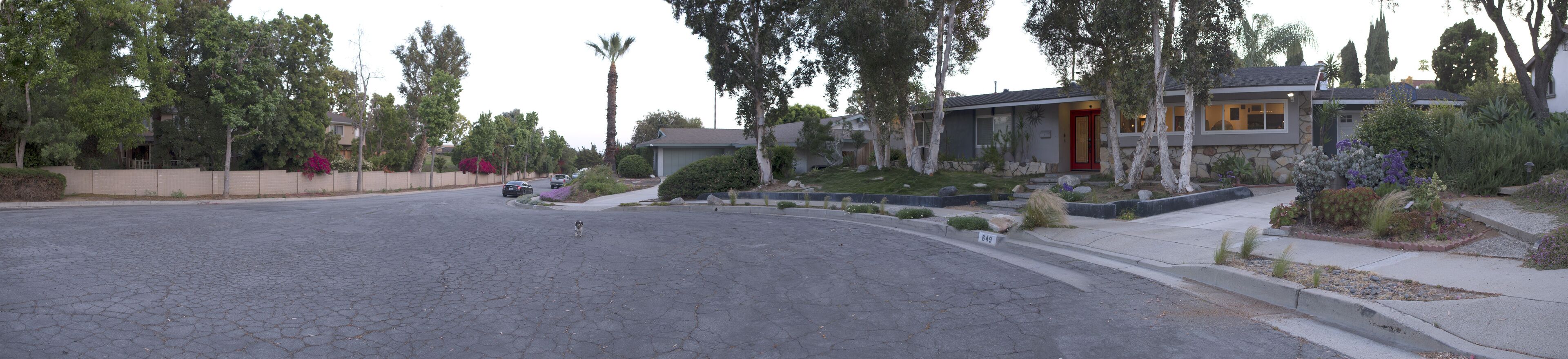 A residential street with houses, a dog, and a clear sky.