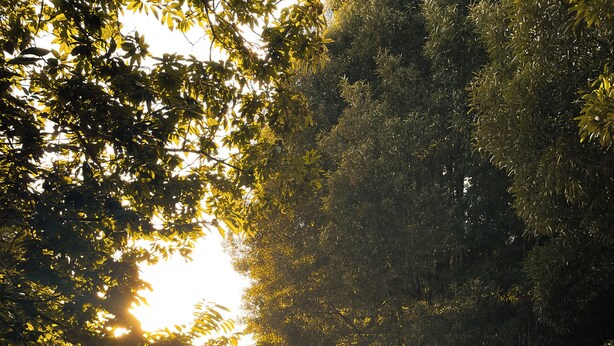 Iemand zit bij een zwembad, met bomen op de achtergrond.
