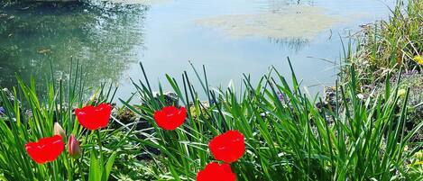 Jardines del alojamiento