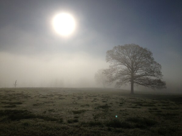 A solitary tree in a foggy field with a bright sun in the background.