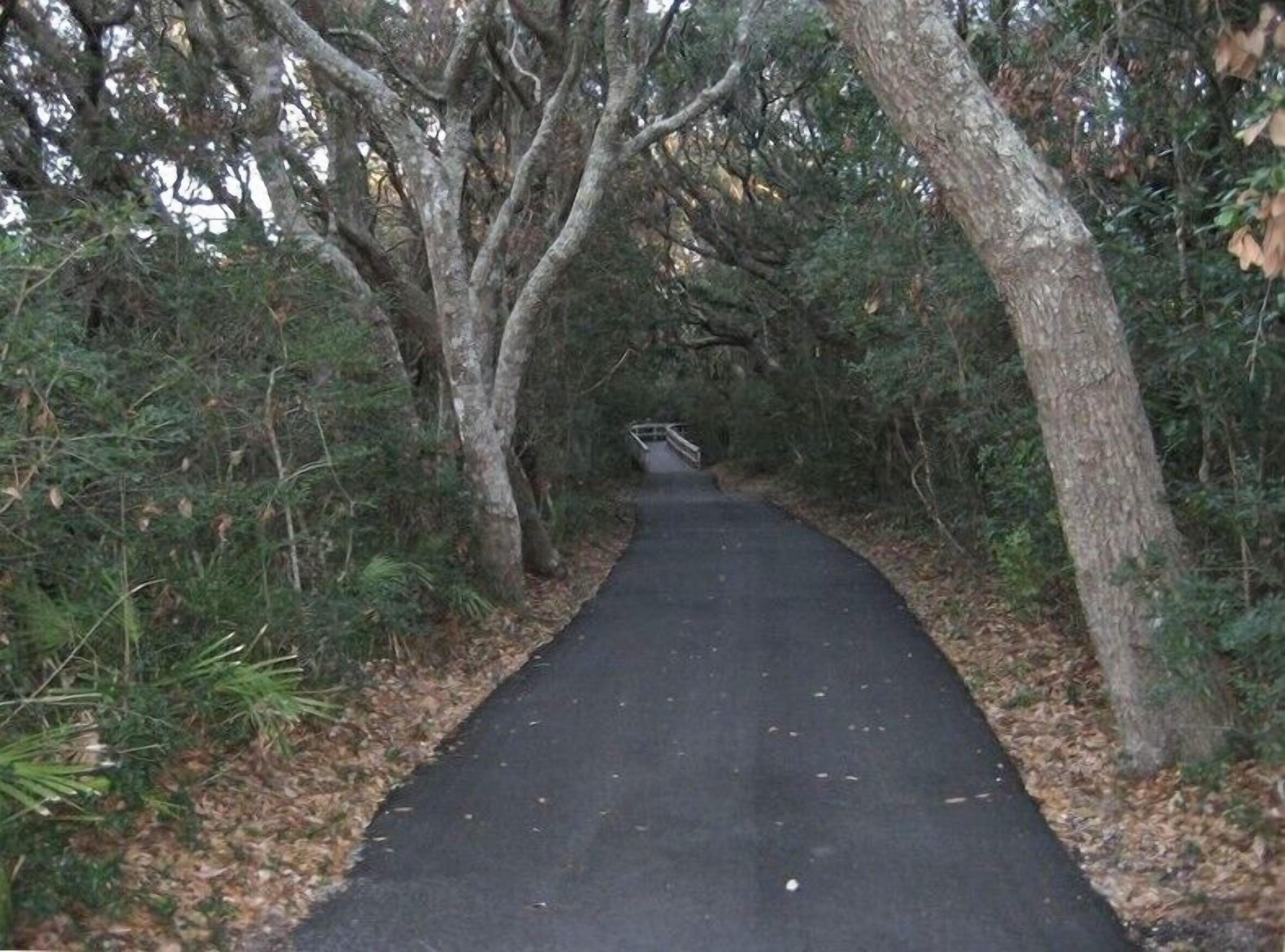 A paved pathway surrounded by trees.