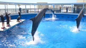Un espectáculo de delfines en un recinto junto a la piscina, con espectadores.