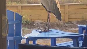 Una mesa con una silla, una cerca de madera y un pájaro sobre la mesa.