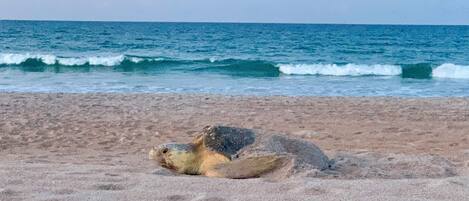 Am Strand, Liegestühle, Strandtücher