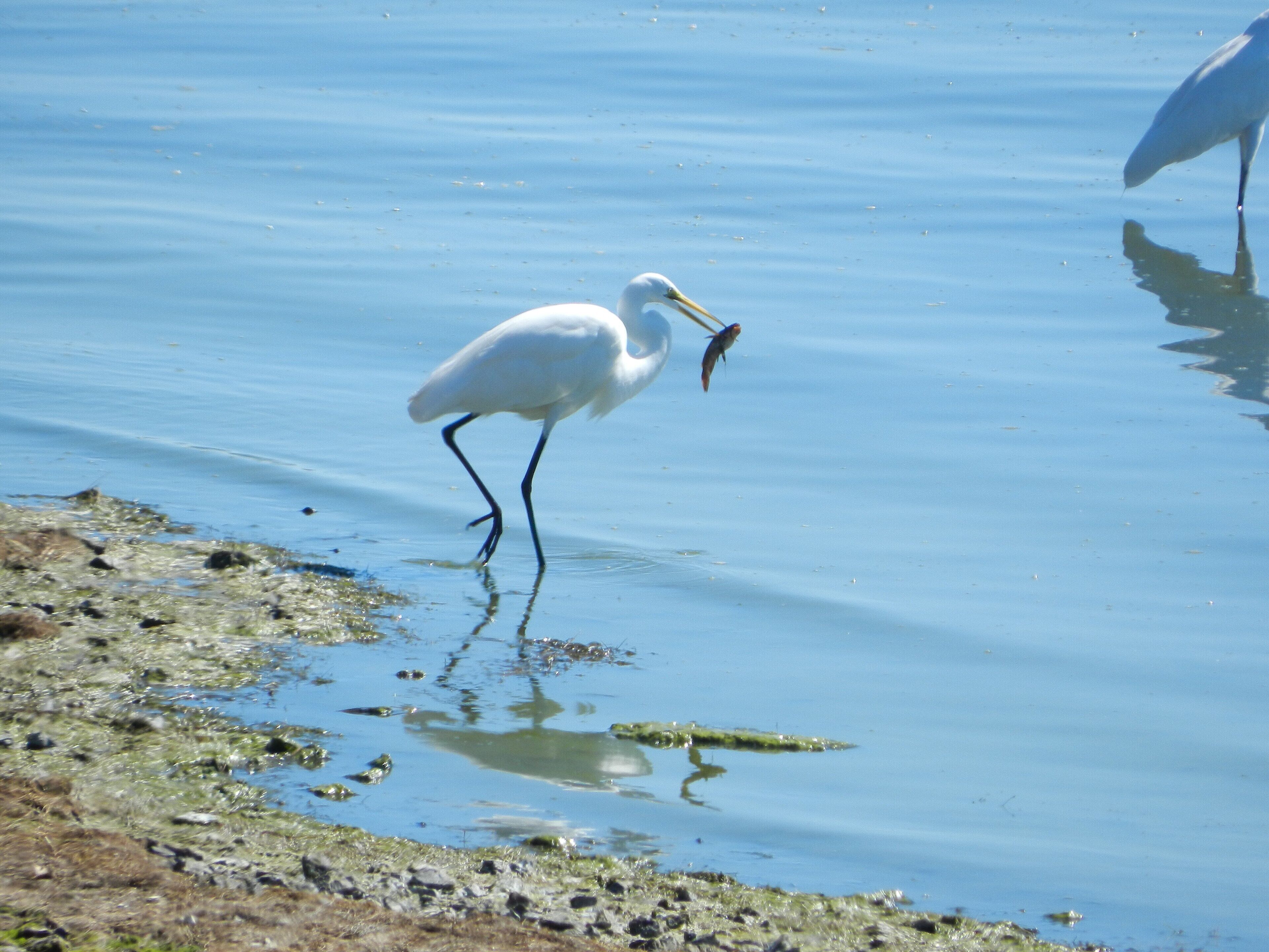 Un uccello bianco in acque basse con un pesce nel becco.