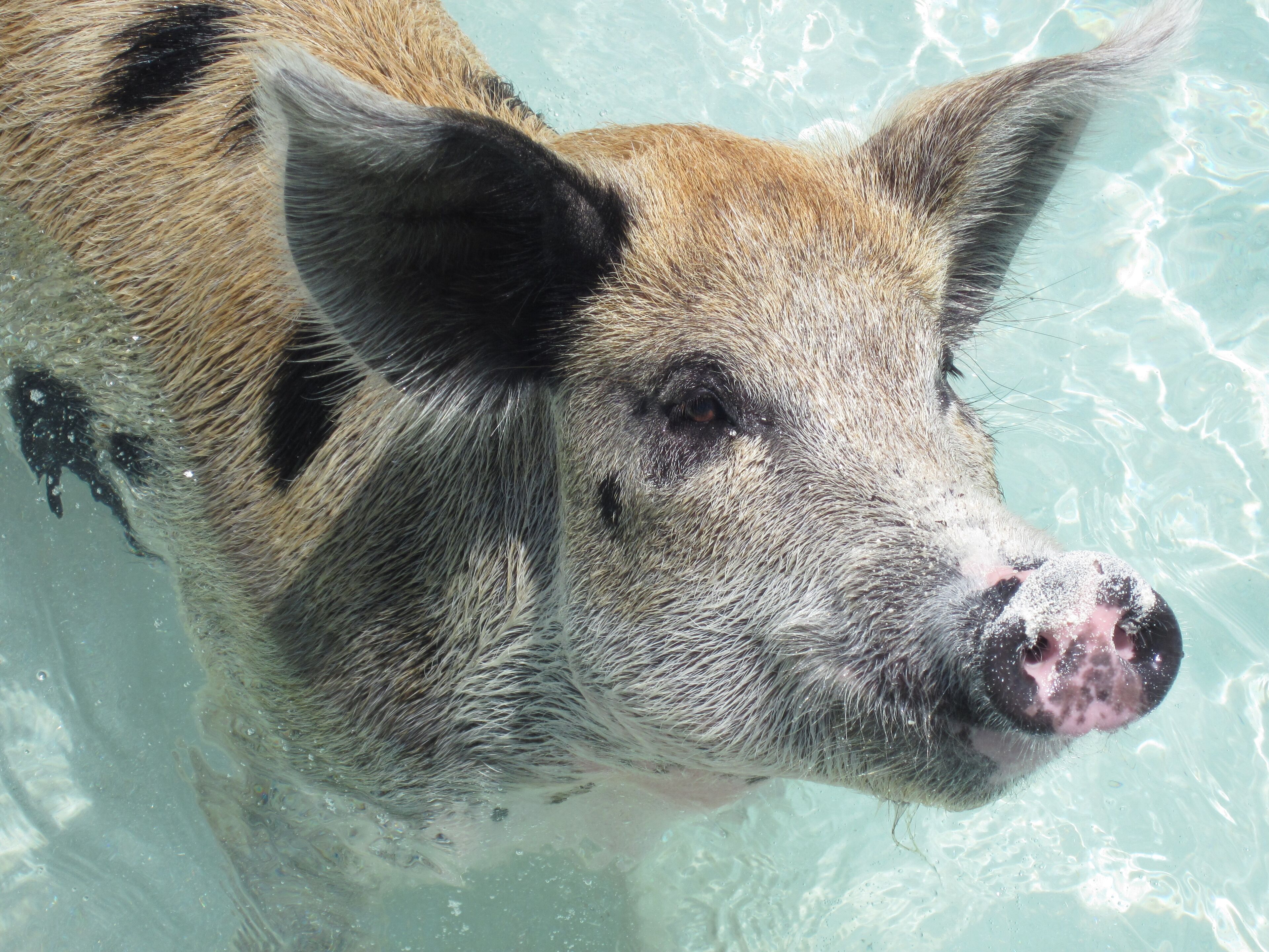 Ein Schwein, teilweise im klaren Wasser versunken.