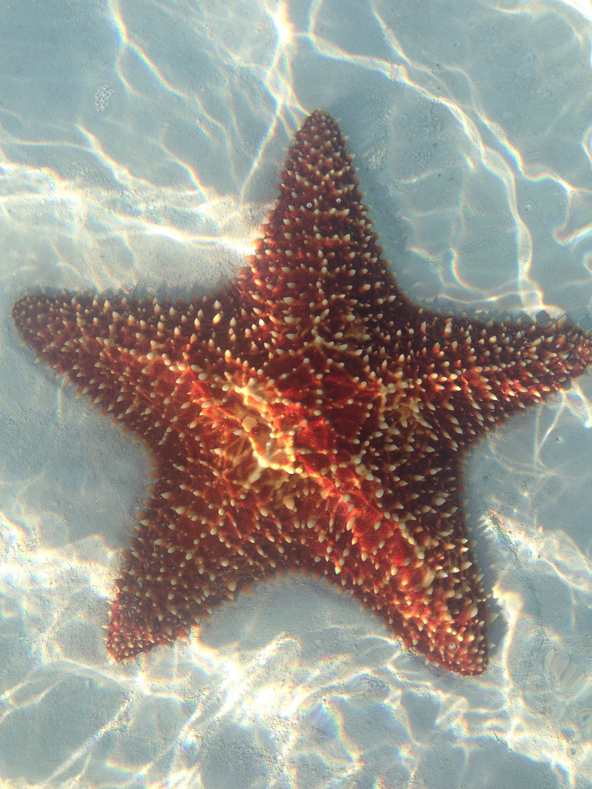 Een sterrenvis op een zandstrand.