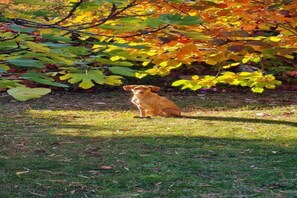 Un perro sentado sobre la hierba con árboles al fondo.