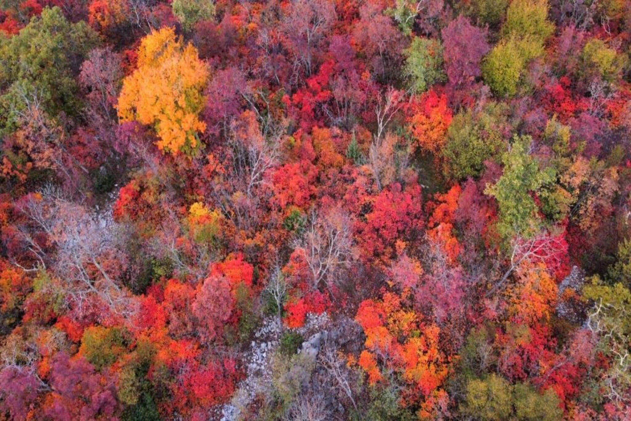 Ein dichter Wald mit verschiedenen Bäumen in Herbstfarben.