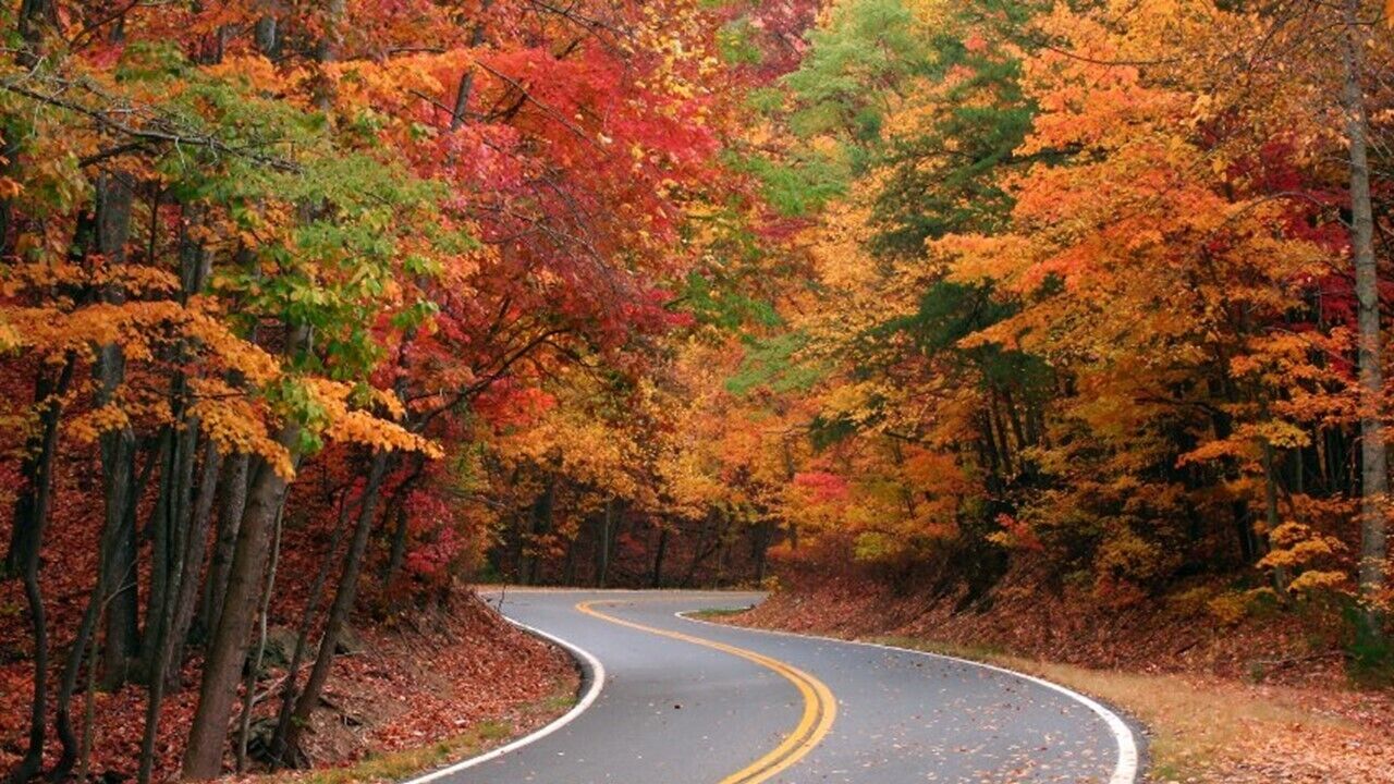 Un camino sinuoso atraviesa un bosque con follaje otoñal.