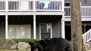 A black bear standing in a grassy area with a building in the background. - Book for Winter and Spring!  Great rates! Family and dog friendly! (Lake Harmony)