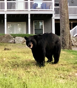 A black bear standing in a grassy area with a building in the background. - Book for Winter and Spring!  Great rates! Family and dog friendly! (Lake Harmony)