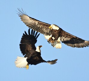 Exterior - Serendipity by the sea (Galiano Island)