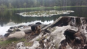 A dog near a lake with a large tree stump and rocks. - Vacation rental in the Gulf of Valinco A PROPRIANO -South Corsica (Propriano)