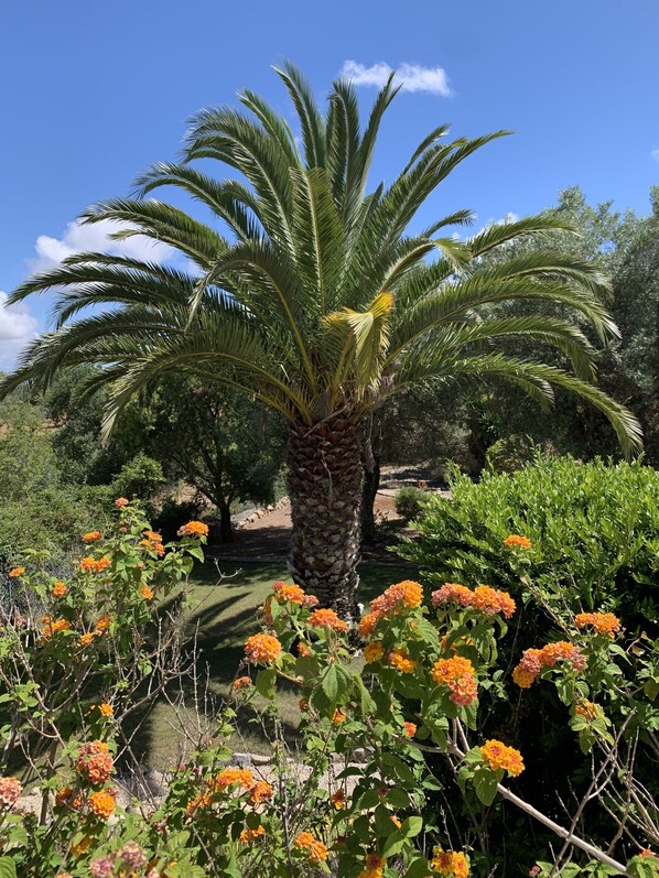 Una palmera rodeada de flores naranjas.