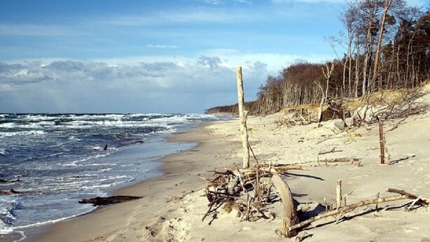 A beach with a sandy shore, scattered driftwood, and a forested area in the background. - The TROLLHUS is located in a small street on the edge of the Darss primeval forest (Born am Darß)