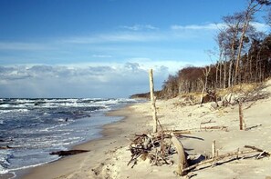 A beach with a sandy shore, scattered driftwood, and a forested area in the background.