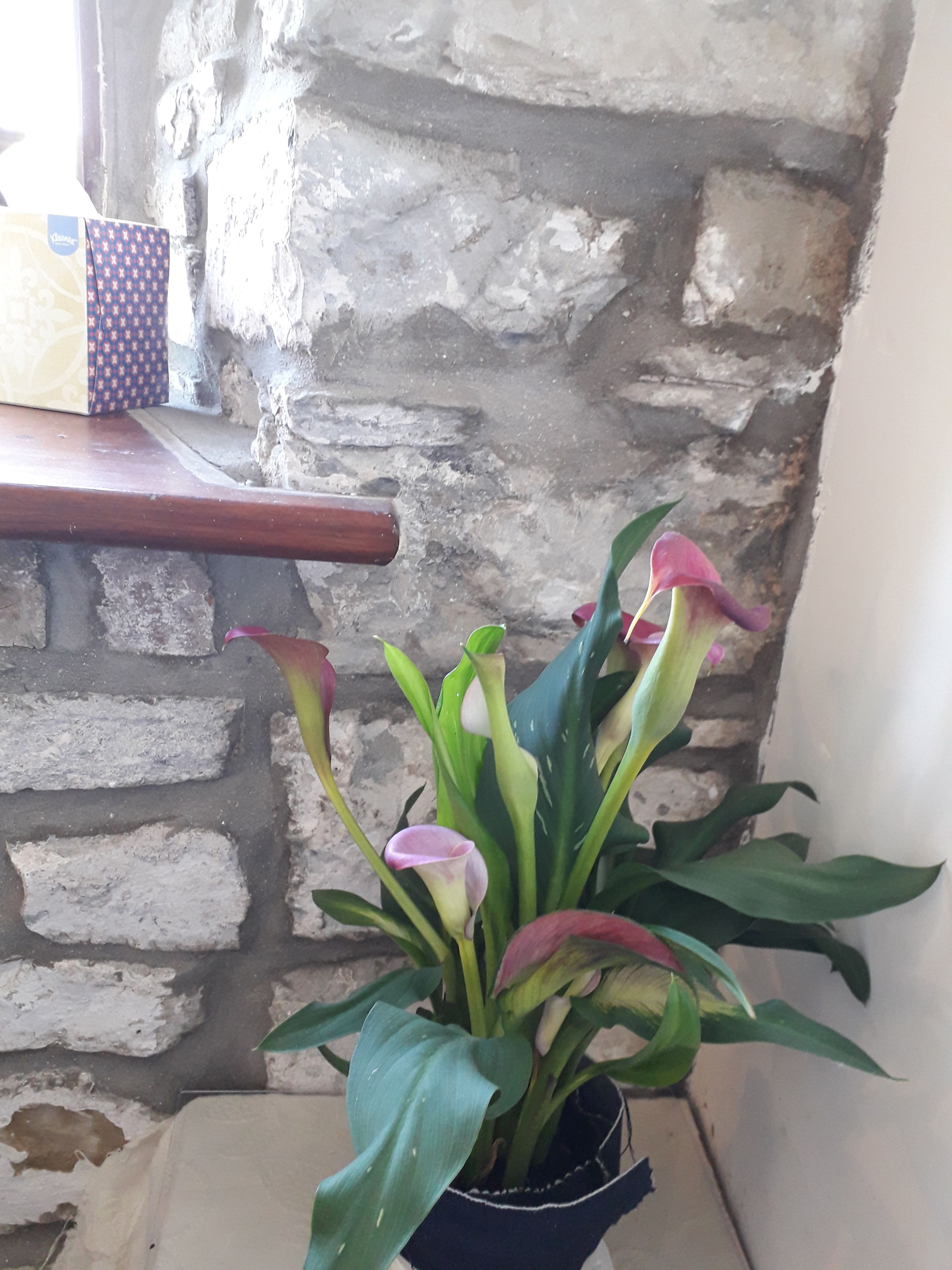 A potted plant with green and pink leaves in a corner with a stone wall and a wooden shelf.