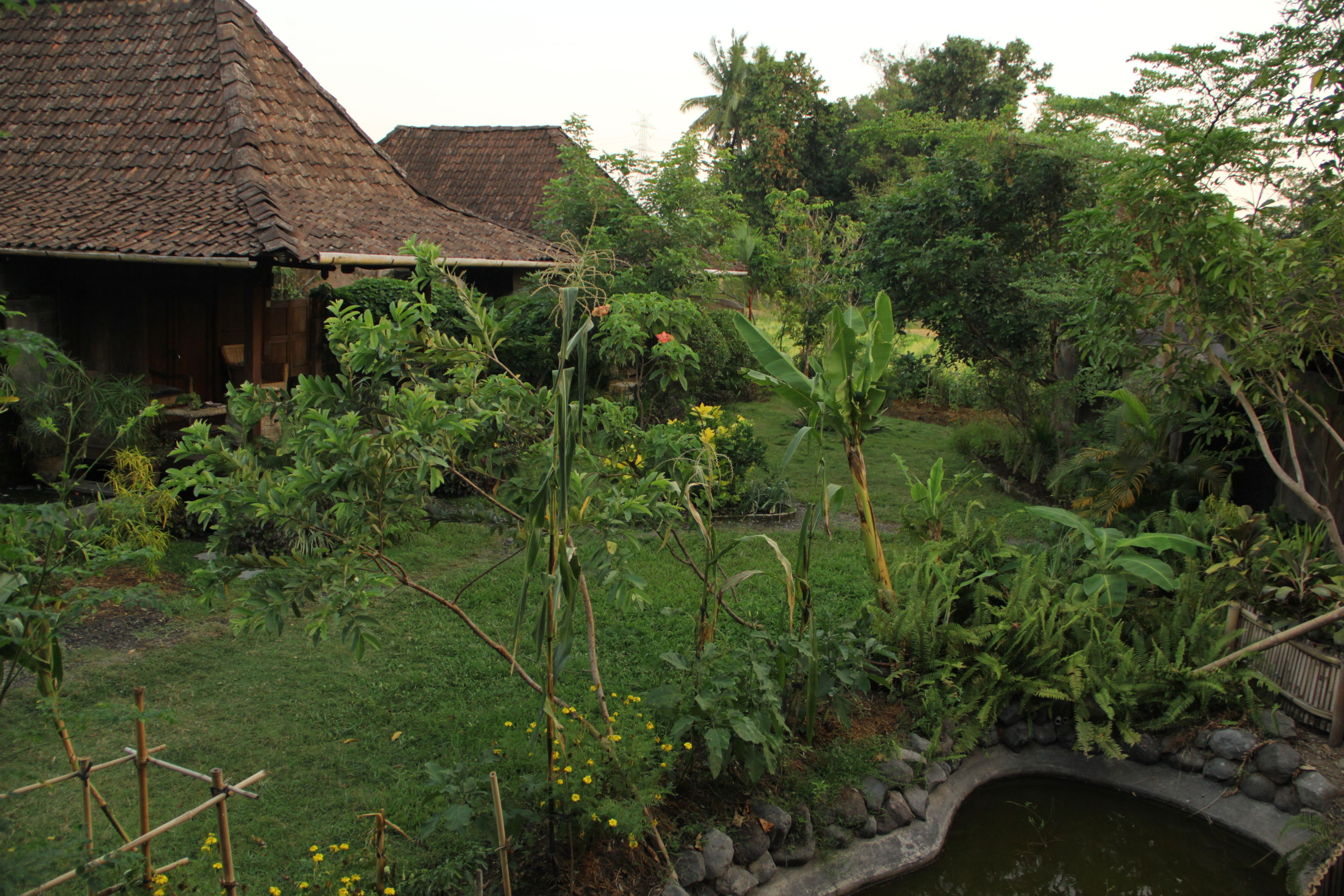 A traditional house with a thatched roof, surrounded by lush greenery and a small pond.