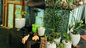 A room with a rustic wooden interior, a television, and various potted plants. - Hungry Lion Sigiriya (Sigiriya)