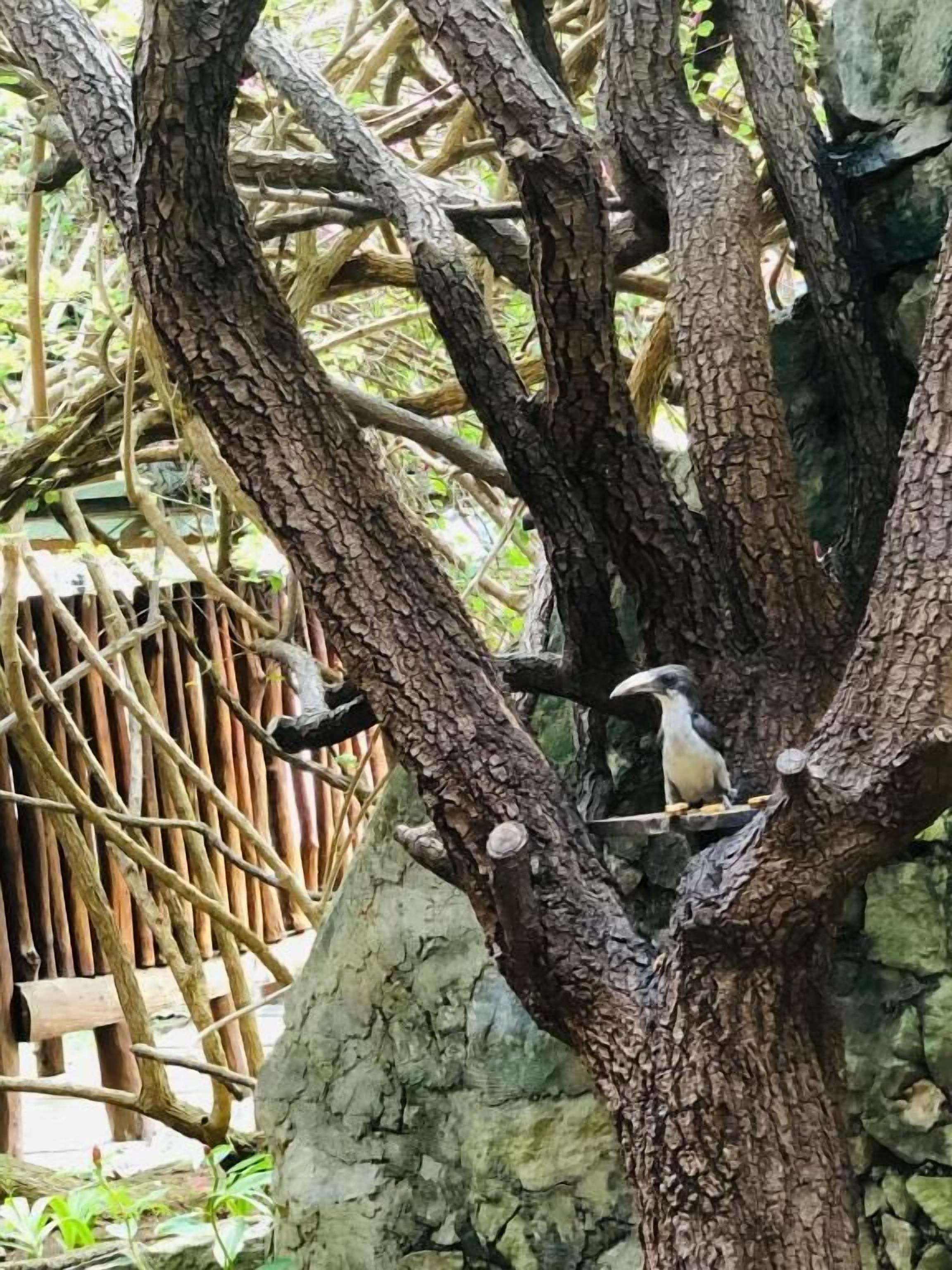 Un pájaro posado en una rama de árbol.