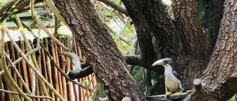 Un pájaro posado en una rama de árbol.