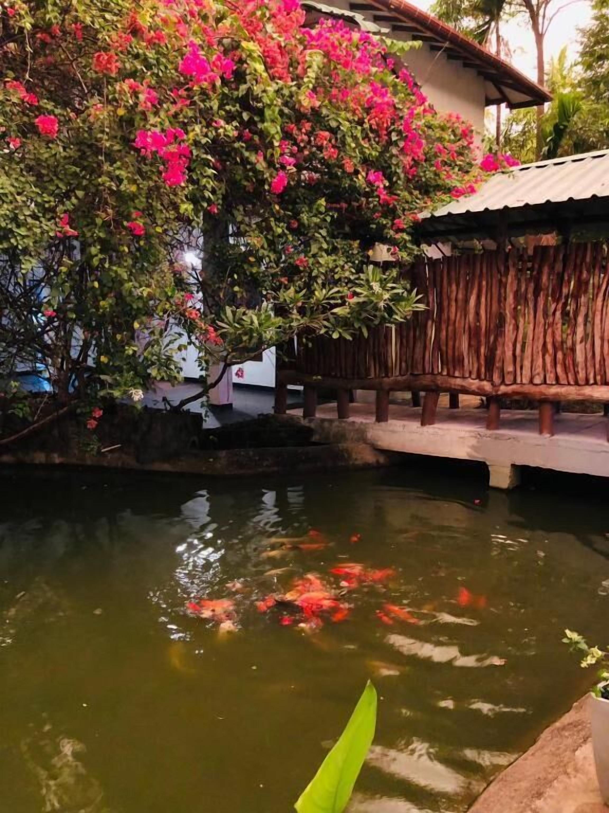 Un estanque con peces koi, una valla de madera y un edificio con techo de chapa.