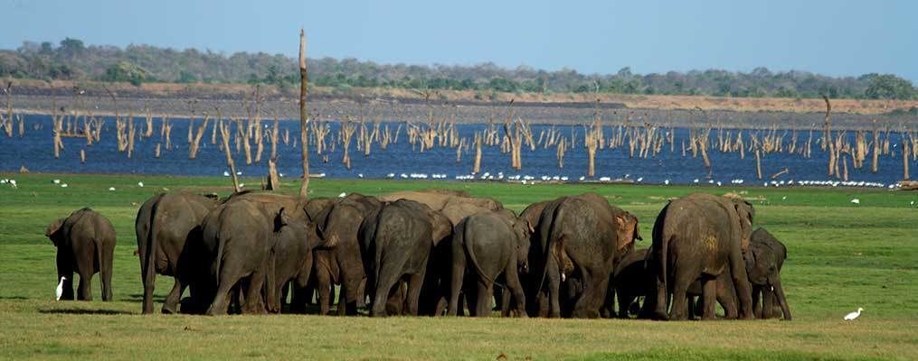 A herd of elephants in a grassy field with a body of water and trees in the background.