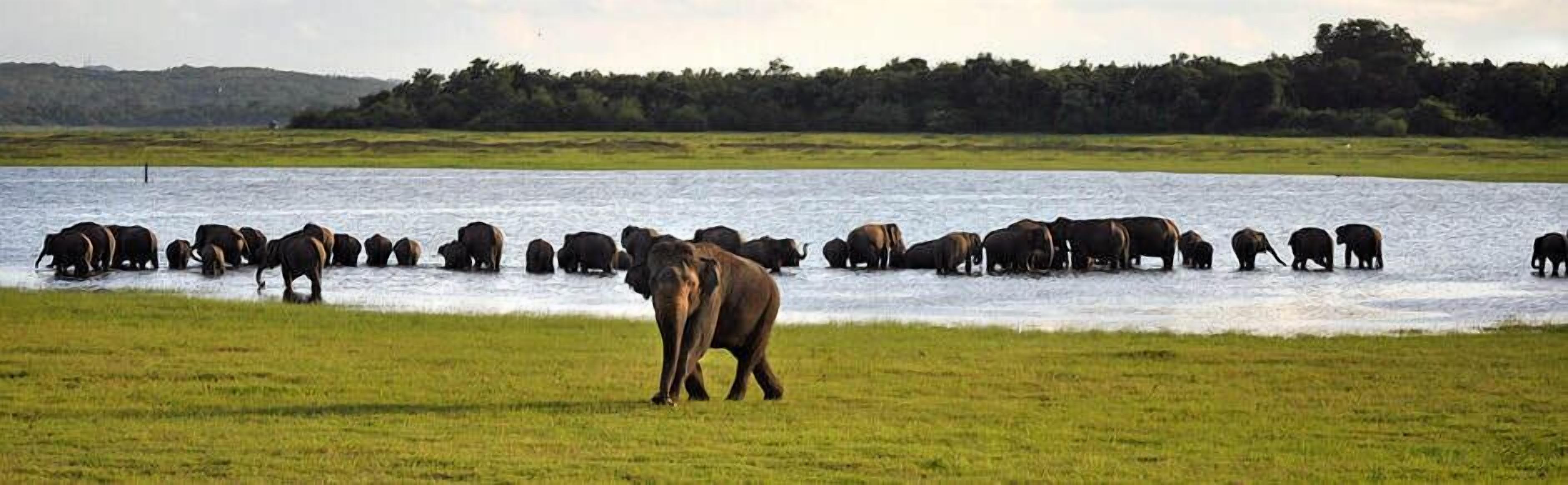 Un troupeau d’éléphants près d’une rivière, dans un champ herbeux.